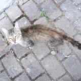Picture of cat found at Saumur