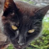 Picture of cat lost at Itteville