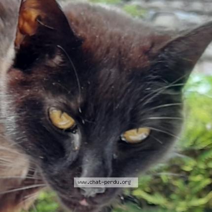 Photo 1/1 Réglisse Chat lost in Itteville