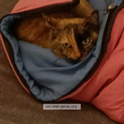 Photo 1/1 Mimi Chat lost in Soyons