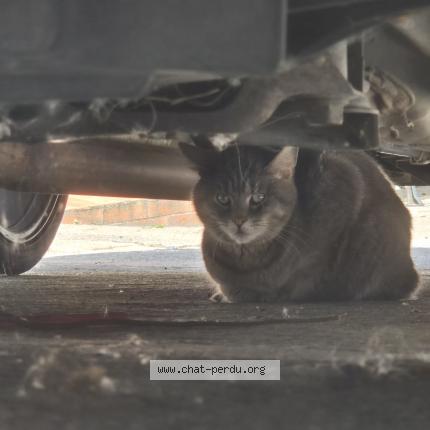 Photo 1/1 Found cat Found in Pont sainte maxence