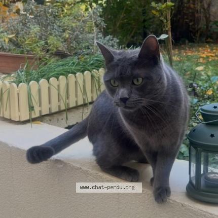 Photo 1/1 Cookie Chat lost in La garenne colombes