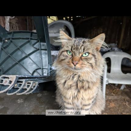 Photo 1/1 Mal&eacute; Chat lost in Limoges