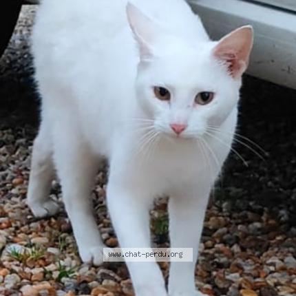 Photo 1/1 Flocon Chat lost in Savignac de l isle