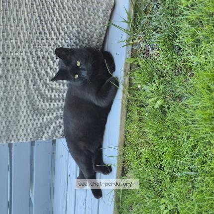 Photo 1/1 Bidou Chat lost in Vence