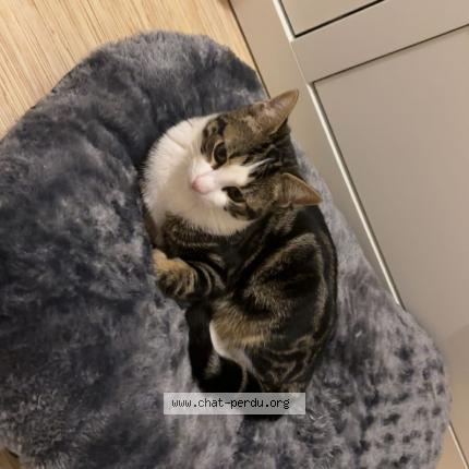 Photo 1/1 vinoush Chat lost in Bordeaux cauderan