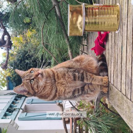 Photo 1/1 Carmen Chat lost in Arcangues