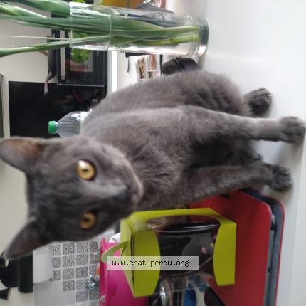 Photo 1/1 Willow Chat lost in Manthelan