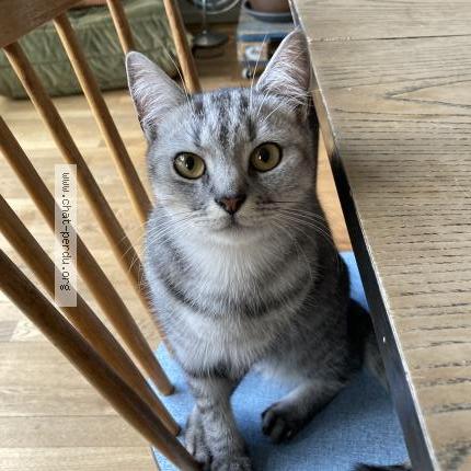 Foto van vermiste kat in Molenbeek