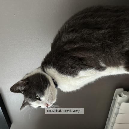 Photo 1/1 Tommy Chat lost in Callengeville