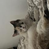 Picture of cat found at Drancy