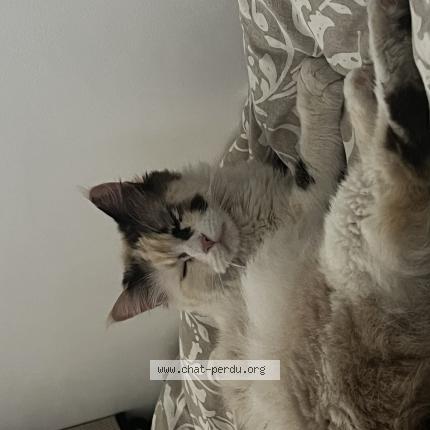 Photo 1/1 Found cat Found in Drancy