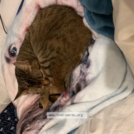 Photo 1/1 Amande Chat lost in Soultz les bains