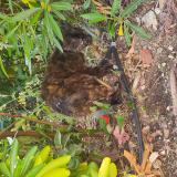 Picture of cat found at Lavandiu