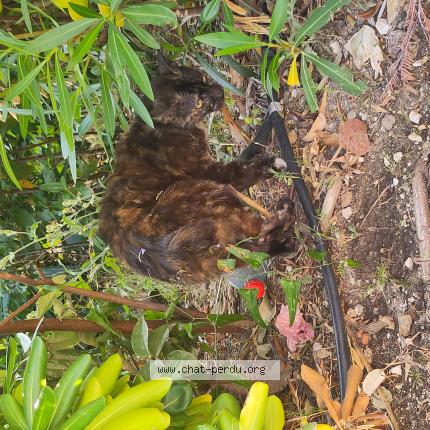 Photo 1/1 Found cat Found in Lavandiu