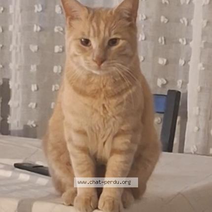 Photo 1/1 Pilouche Chat lost in Montpellier