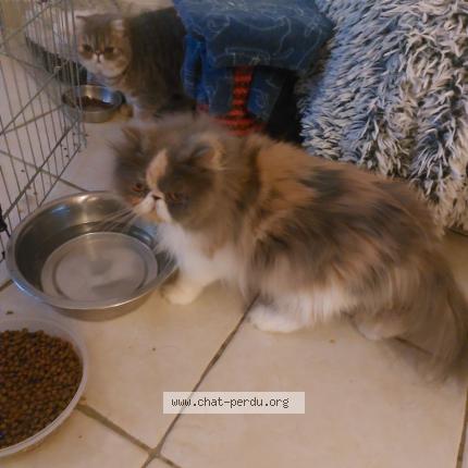 Photo 1/1 SUNSHINE Chat lost in Cauffry