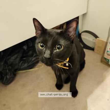 Photo 1/1 Found cat Found in Pau