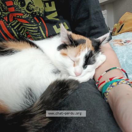 Photo 1/1 Patchouli Chat lost in Sete