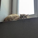 Picture of cat found at Les Abrets