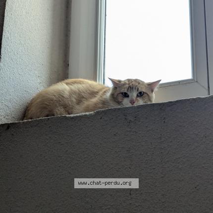 Photo 1/1 Found cat Found in Les abrets