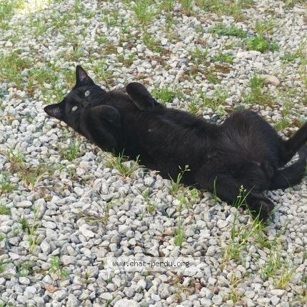 Photo 1/1 Gaborit Chat lost in Cram chaban