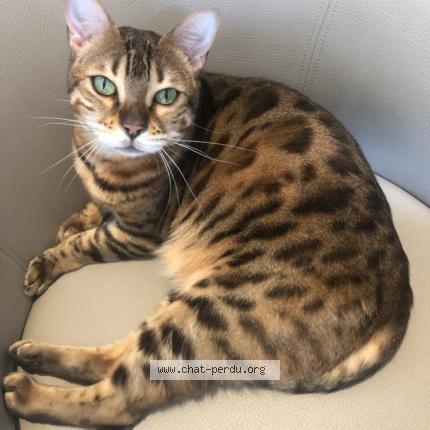 Photo 1/1 Zaya Chat lost in Enghien