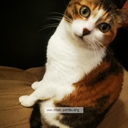 Photo 1/1 Mimi Chat lost in Libourne