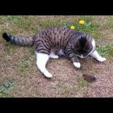 Picture of cat lost at Mayenne