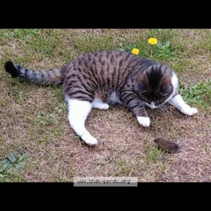 Photo 1/1 Tequila Chat lost in Mayenne