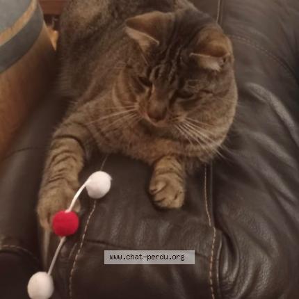 Photo 1/1 Tigrou Chat lost in Oeyreluy