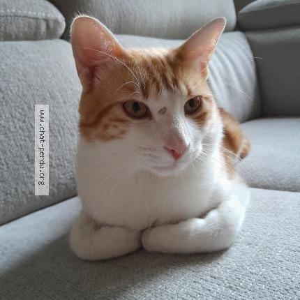 Photo 1/2 Dobby Chat lost in Saint saturnin les avignon