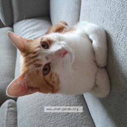 Photo 2/2 Dobby Chat lost in Saint saturnin les avignon