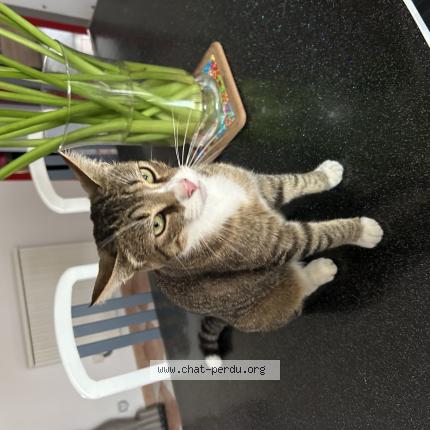 Photo 1/1 Poki Chat lost in Le mesnil amey