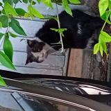 Picture of cat found at Lille