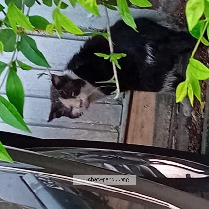 Photo 1/1 Found cat Found in Lille