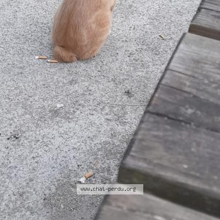 Photo 1/1 Conan Chat lost in Arras