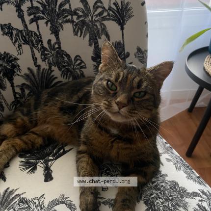 Photo 1/1 Nala Chat lost in Plouer sur rance