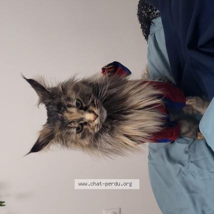 Photo 1/1 Suki Chat lost in Reze