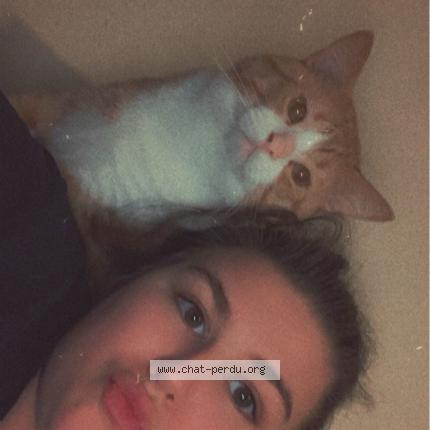 Photo 1/1 Mino Chat lost in Castelnaudary