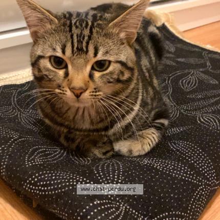 Photo 1/1 Caramel Chat lost in Chatenay malabry