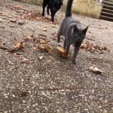 Picture of cat lost at Malzeville