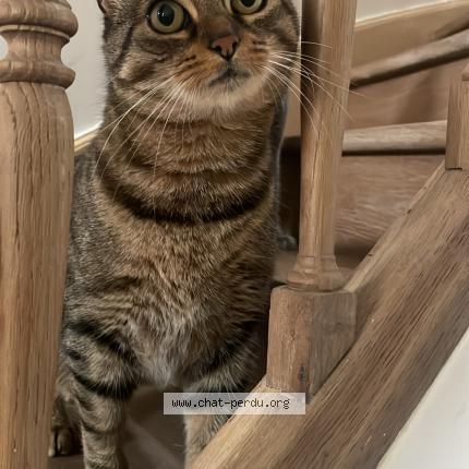 Photo 1/1 Mumu Chat lost in Amboise