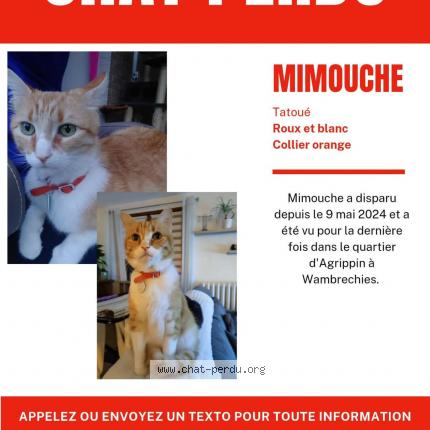 Photo 1/2 Mimouche Chat lost in Wambrechies