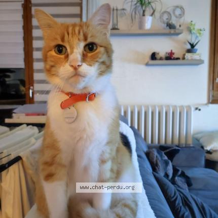 Photo 2/2 Mimouche Chat lost in Wambrechies