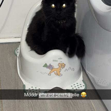 Photo 1/1 Baguerrah Chat lost in Auneuil