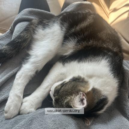 Photo 1/1 Saiko Chat lost in Laille