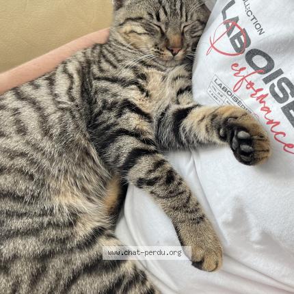 Photo 1/1 Mistigris Chat lost in 87400