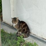 Picture of cat found at Chalifert