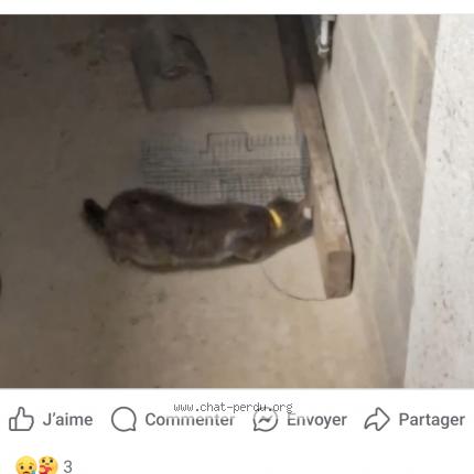 Foto van gevonden kat in Remicourt